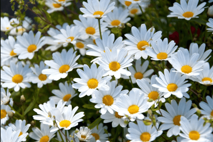 5120x1440p 329 daisies images