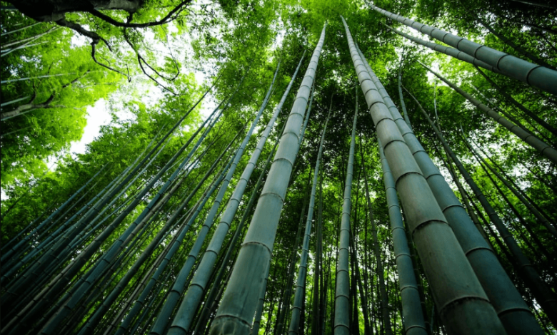 5120x1440p 329 bamboo image