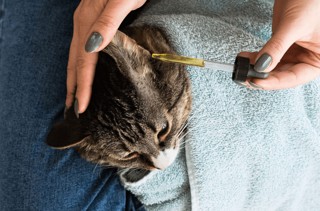 Ear Cleaning Solution for Cats: A Guide to Feline Ear Care - Safe Cat Ear Cleaning Tools For Geriatric Cats