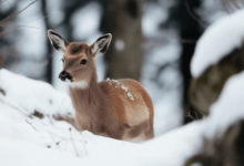 Wallpaper:0bookmouufw= Deer