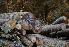 search specific identity logs